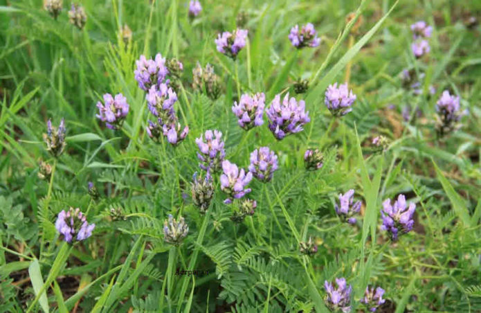 Sandy Astragalus