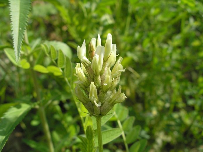 Astrágalo de grão de bico