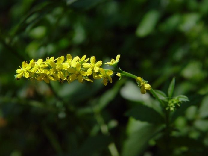 Agrimony