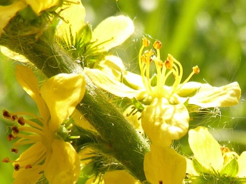 agrimony