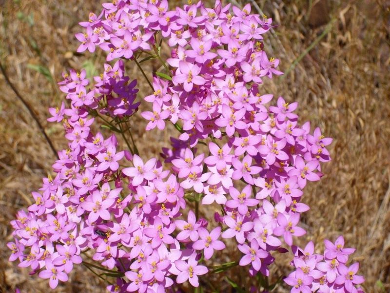 Centaury: hvordan bruker du en verdifull medisinplante maksimalt?