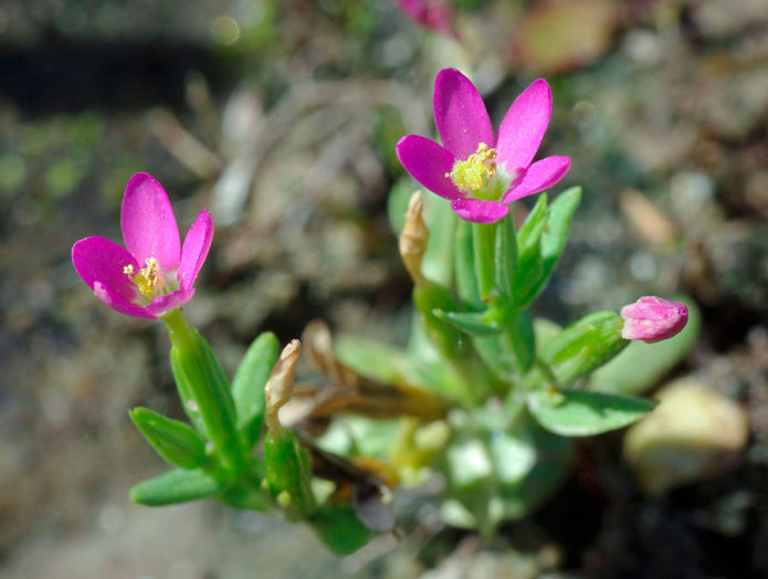 Centaury vacker