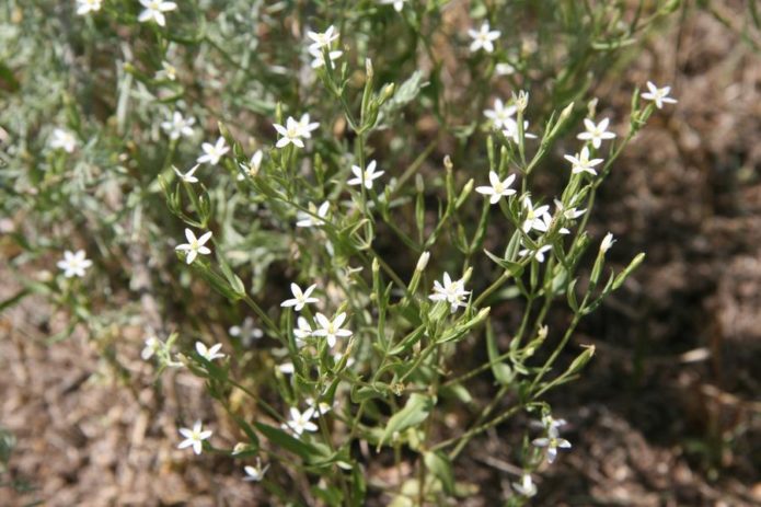 Meyer's centaury