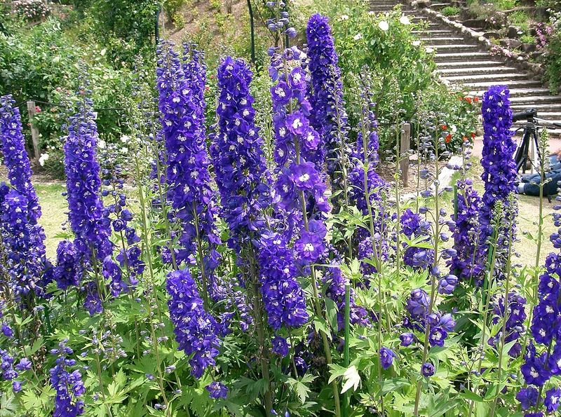 A larkspur gyógyító ereje: a gyógyító tulajdonságok vezetője!