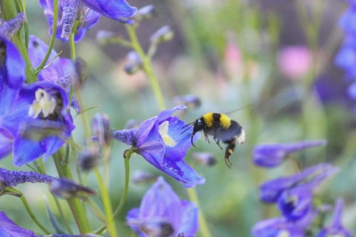 Larkspur v teréne