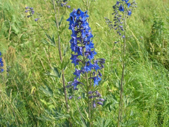 Larkspur yüksek