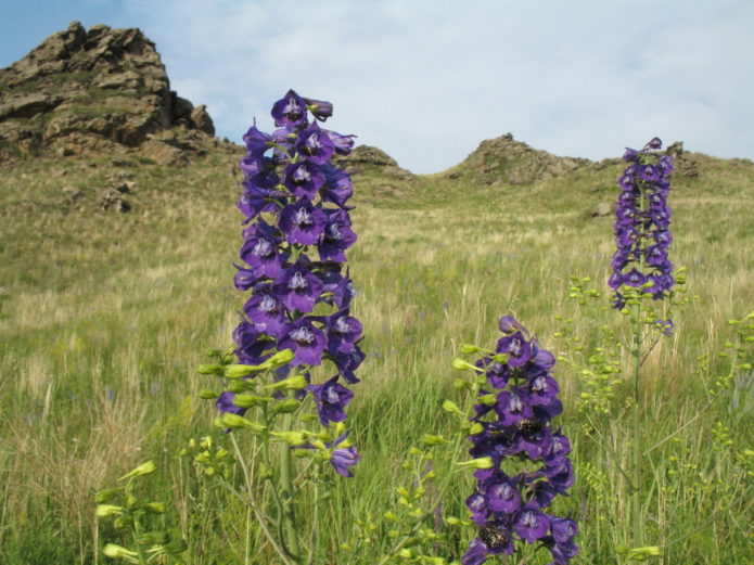 Larkspur retina