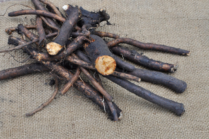 Fresh comfrey roots