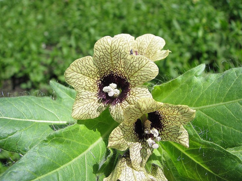 Dioscorea קווקזי