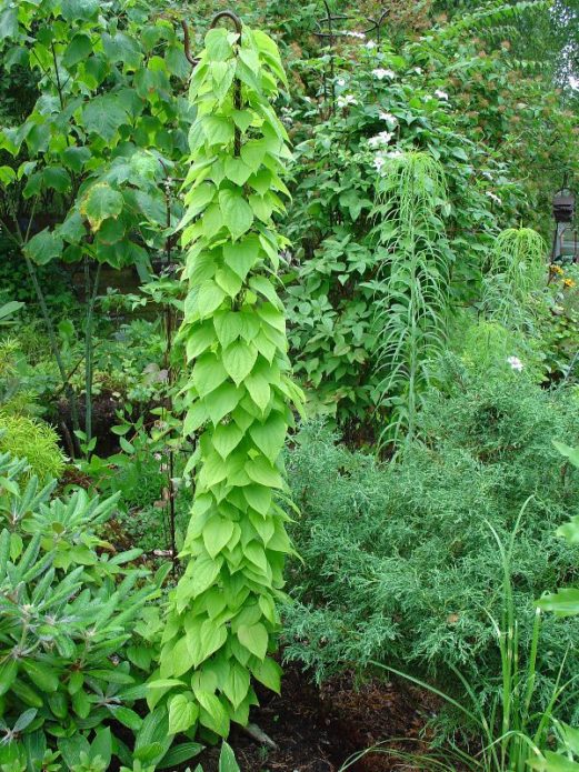 Dioscorea kaukasisk