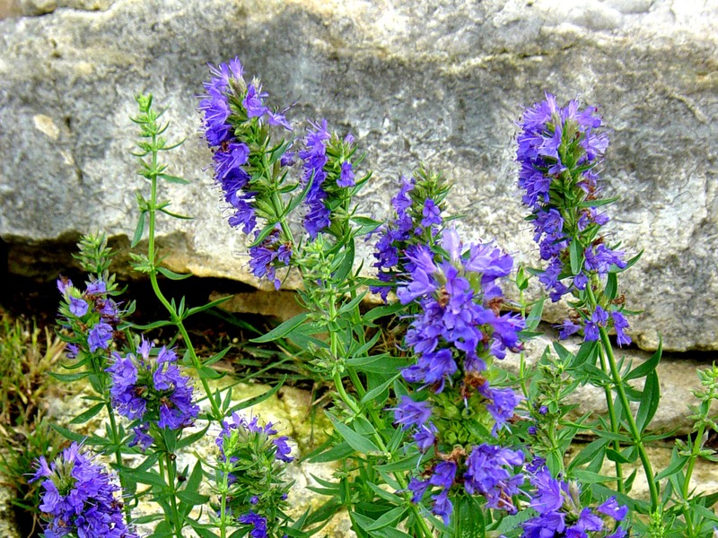 Kā lietot ārstniecisko izopu, lai visu laiku saglabātu veselību