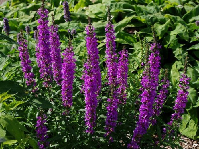 Anis hyssop