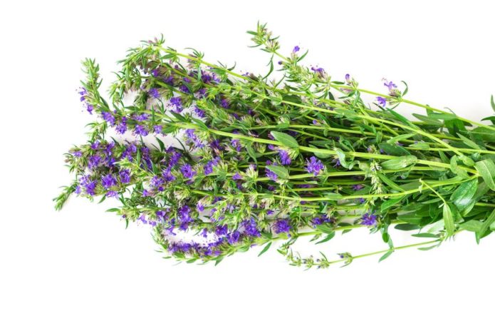 Hyssop medicin