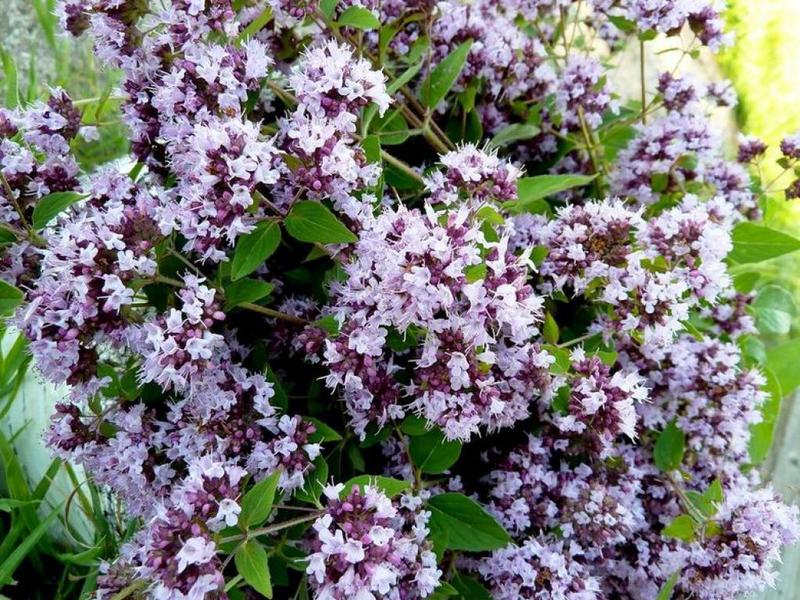 Hak edilmeden unutulmuş kekik: kişisel aromatik şifacınız!