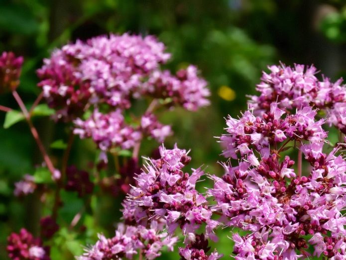 Oregano tavallinen