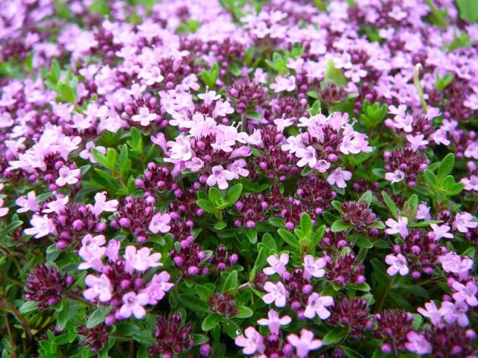 Dekorativ oregano