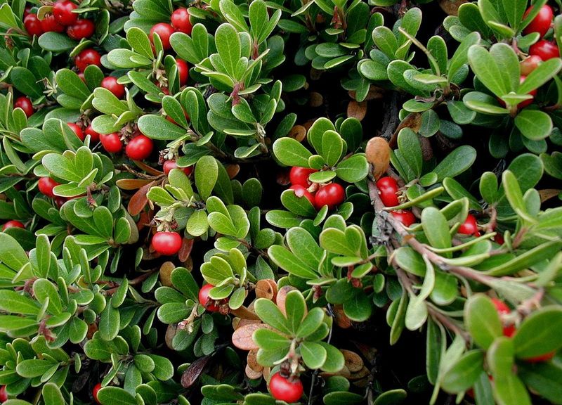 bearberry