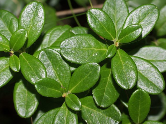 Bearberry blade