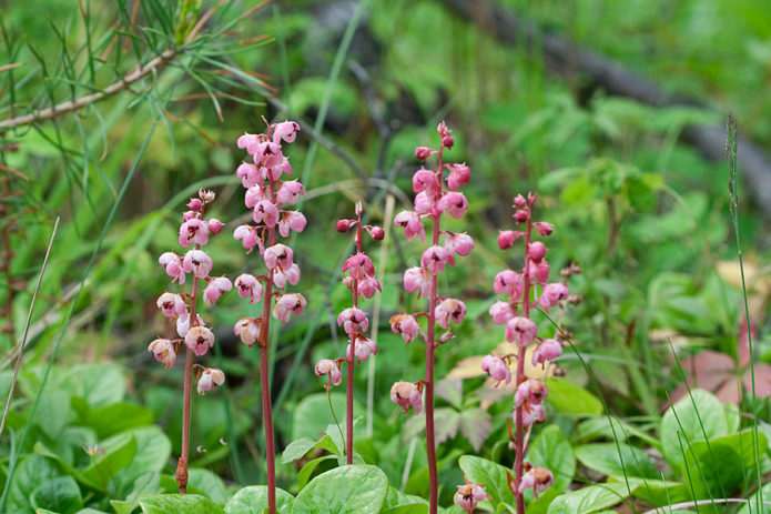 Wintergreen okrągłolistny