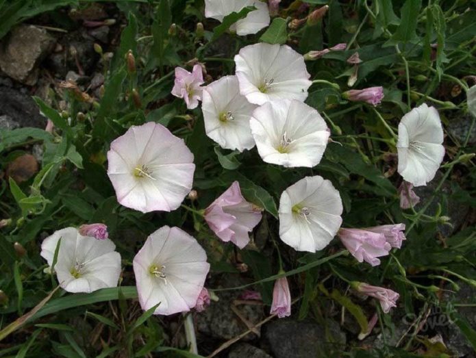 Field bindweed