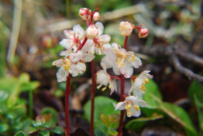 Round-leaved wintergreen