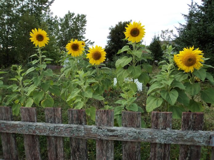 Zonnebloemen