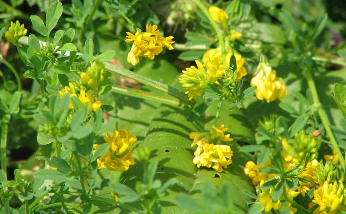 Alfalfa creciente