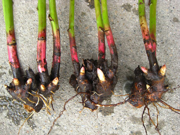 Planting peonies in autumn