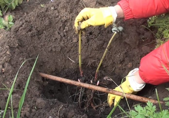 Plantar peônias no outono