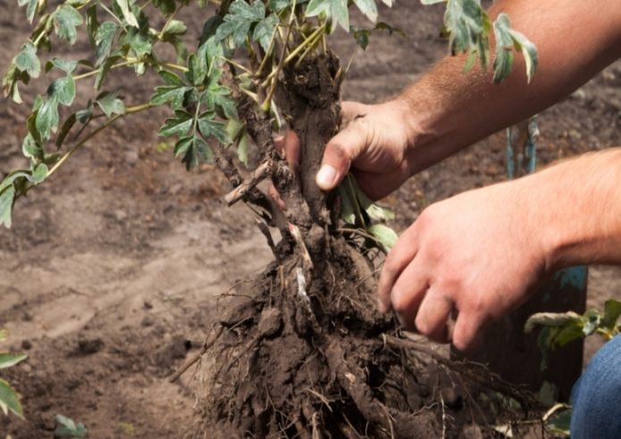 Plantera pioner på hösten