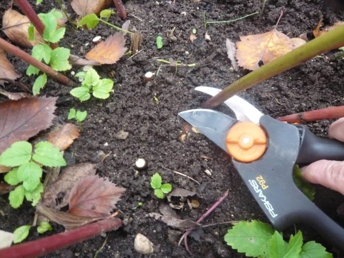 Poda de peonías en otoño