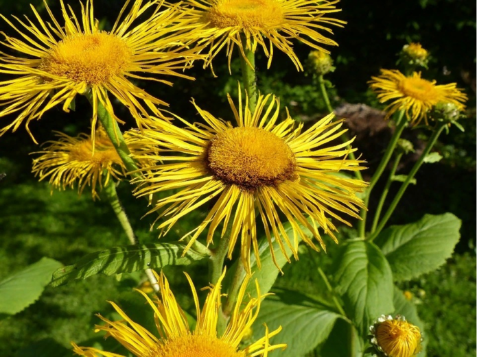 Elecampane