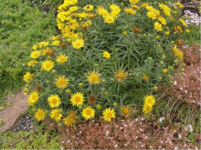 Elecampane Briti