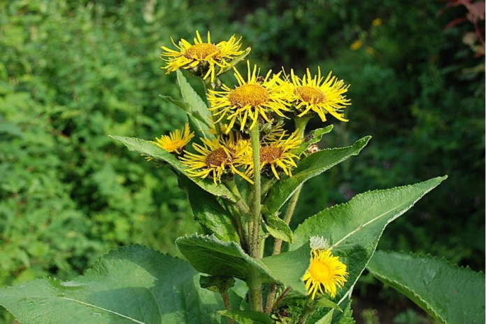 Elecampane الصفصاف