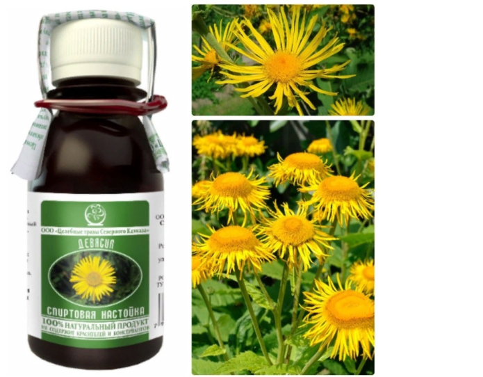 Penyerapan alkohol elecampane