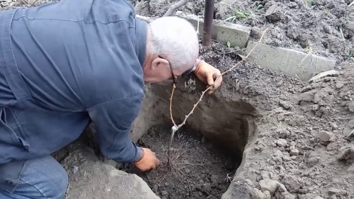 Planting grapes in a pit in autumn