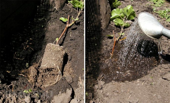 Planter des raisins en pleine terre à l'automne