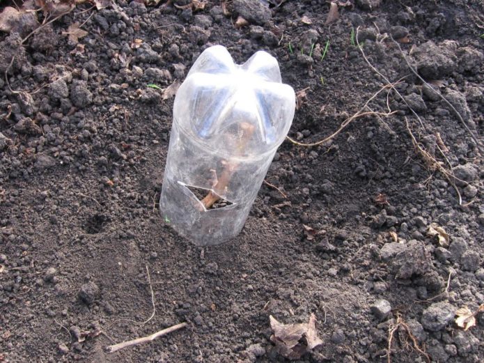 Chubuk of grapes under a bottle