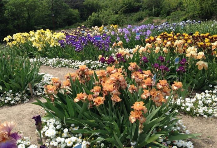 Blomsterbed med blomstrende iris i forskellige farver