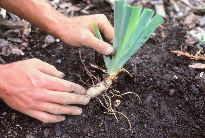 Creuser des iris en automne