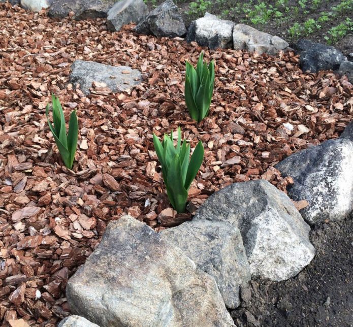 Chips in a flowerbed with irises