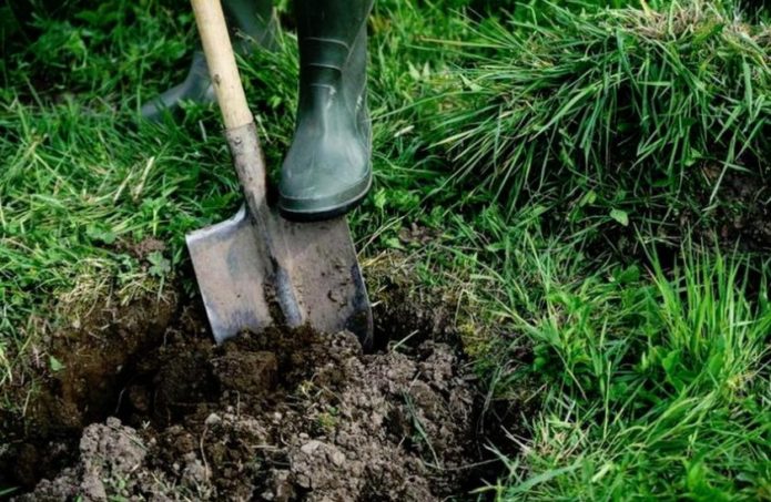 Préparer la fosse pour la plantation