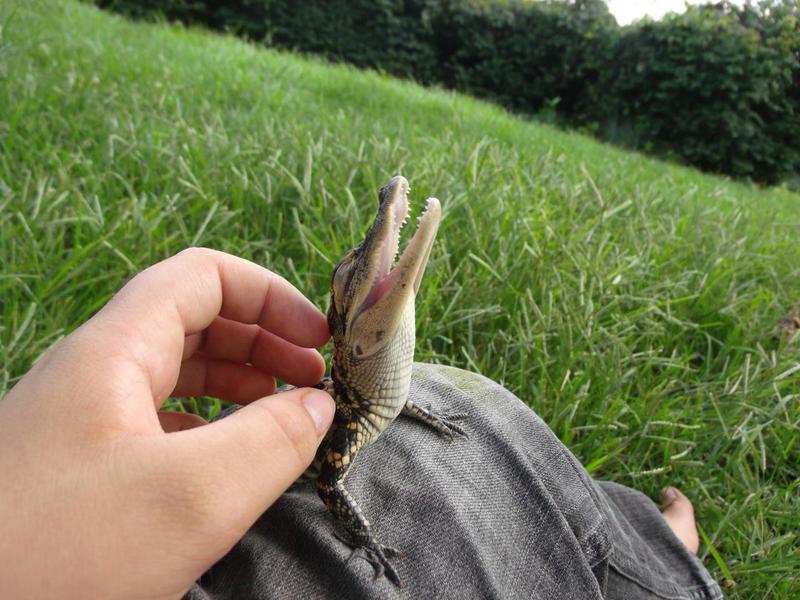 Ein Krokodil bügeln