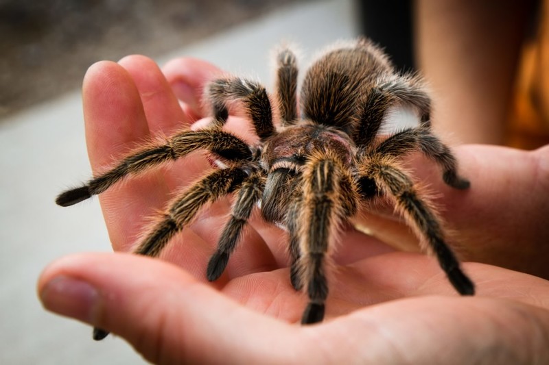 tarantula