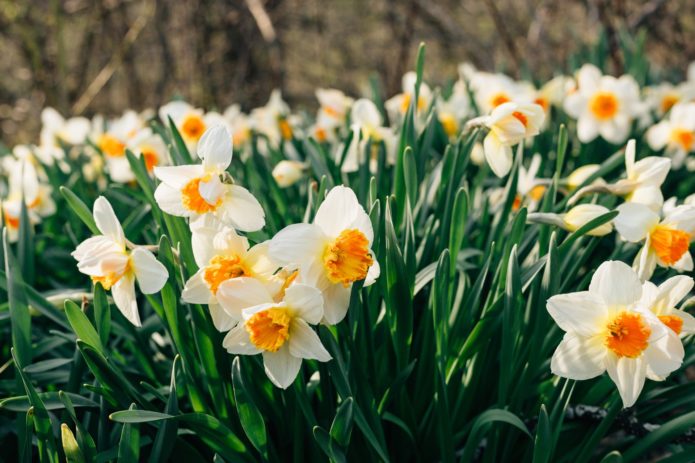 Jonquilles dans le jardin