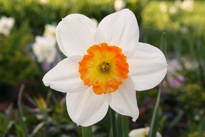 Narcis bloem