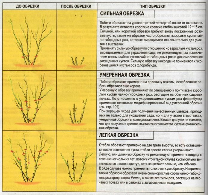 Tipos de poda de rosas