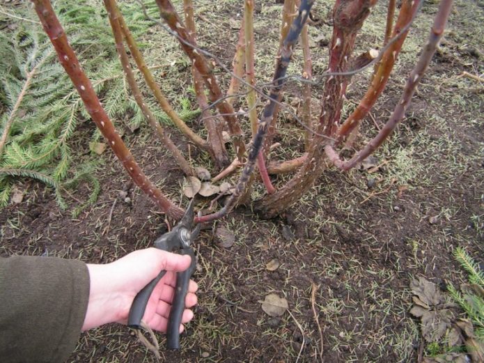 The process of pruning roses in autumn