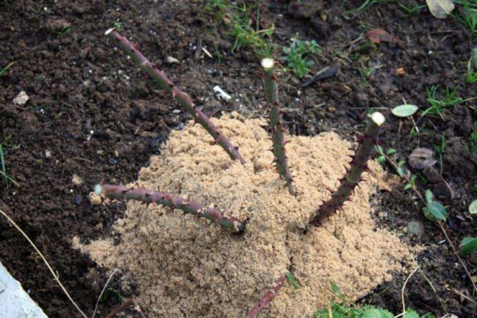 Abri avec de la sciure pour l'hiver