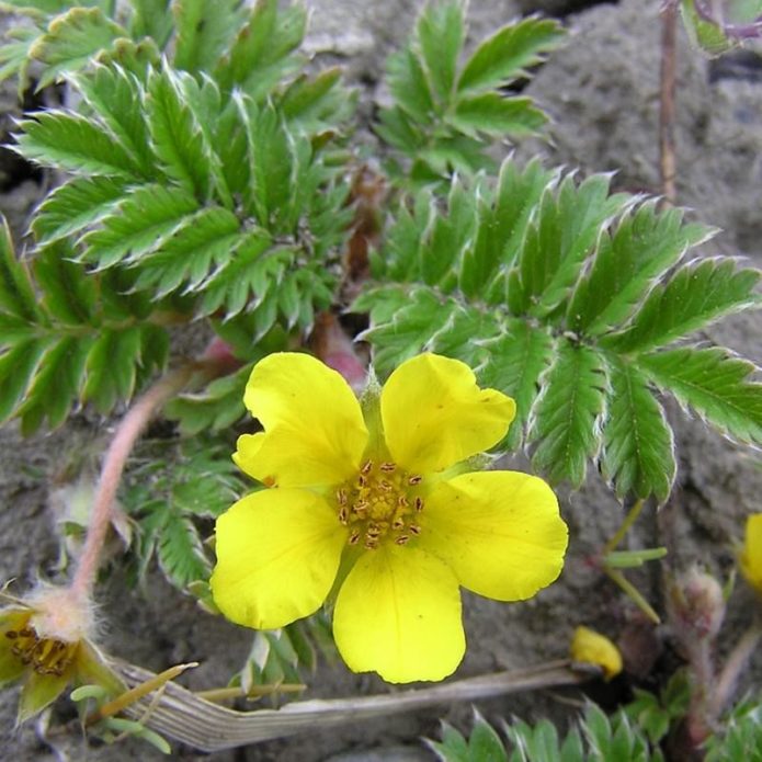 Cinquefoil ganso